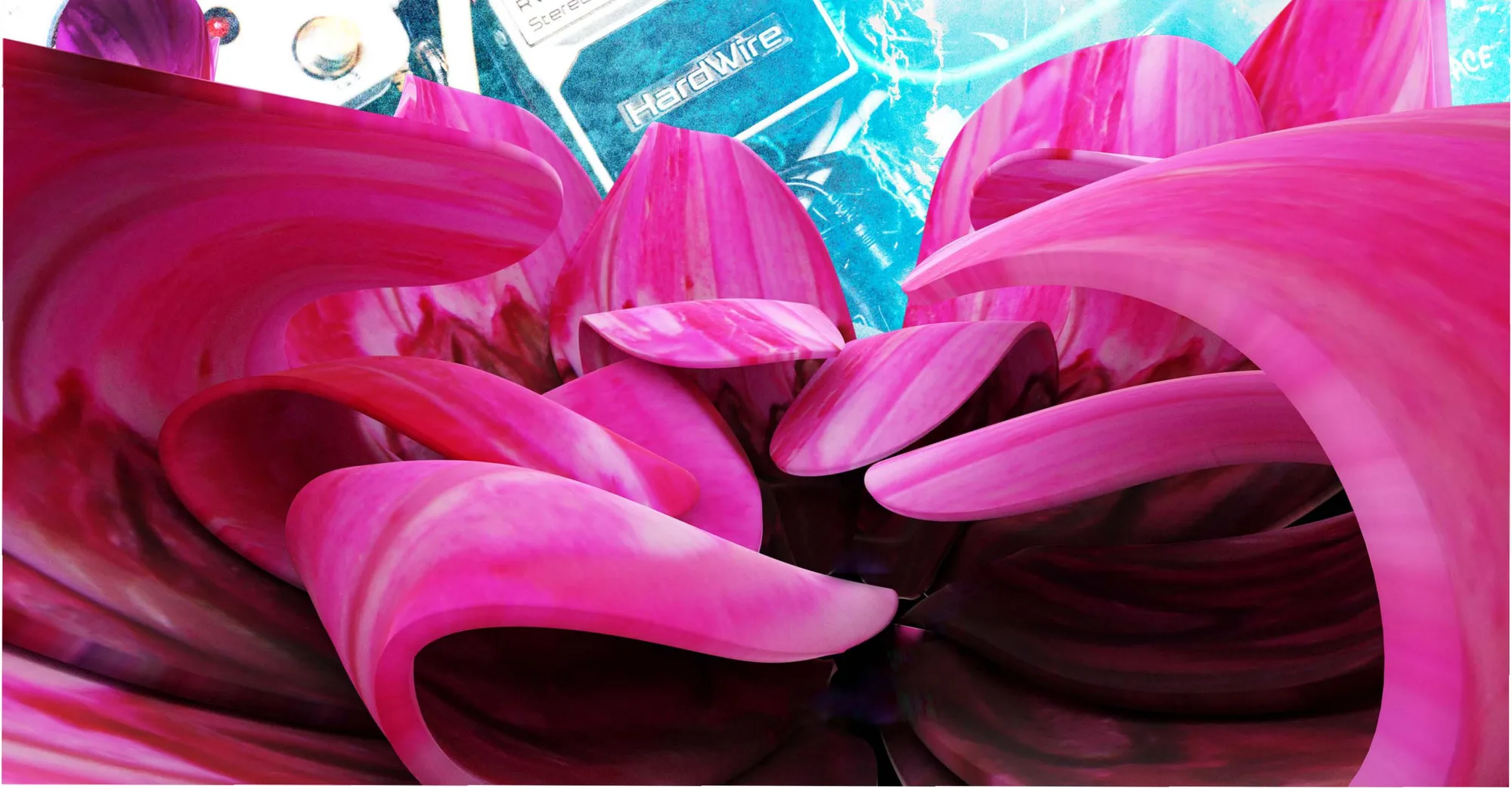 Warped magenta petals unfurling over a guitar pedalboard.
