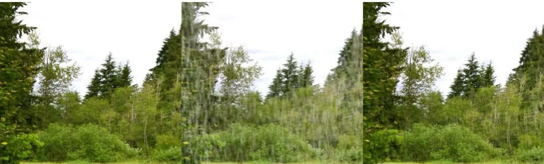 Three frames of evergreen trees in the rain.